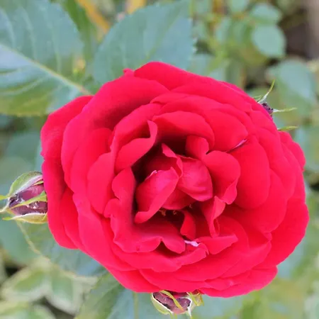 With Parking Space - 7656 Rovinj